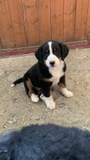 Border Collie x Bernen Sennenhund Welpen