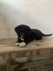 Border Collie x Bernen Sennenhund Welpen