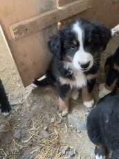 Border Collie x Bernen Sennenhund Welpen
