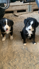 Border Collie x Bernen Sennenhund Welpen