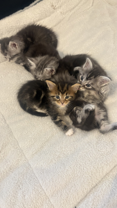 Maine Coon Mix Kitten