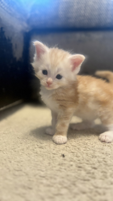 Maine Coon Mix Kitten