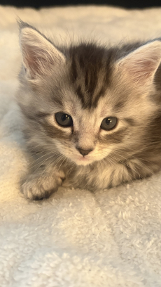 Maine Coon Mix Kitten