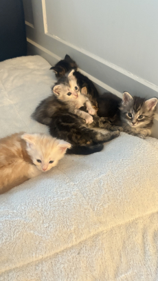 Maine Coon Mix Kitten