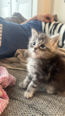 Maine Coon Mix Kitten