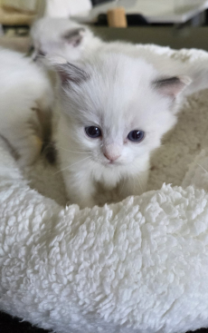 Reinrassige Ragdoll- Kätzchen zum verkaufen