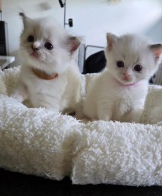 Reinrassige Ragdoll- Kätzchen zum verkaufen