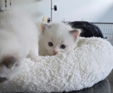 Reinrassige Ragdoll- Kätzchen zum verkaufen