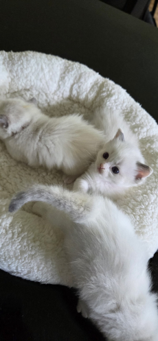 Reinrassige Ragdoll- Kätzchen zum verkaufen