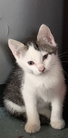 Junge Katzen zu verkaufen