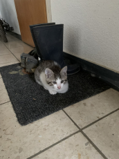 Junge Katzen zu verkaufen