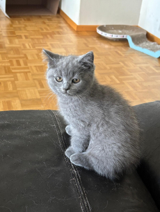 Kitten BKH