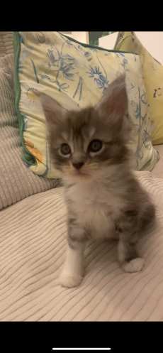 Maine Coon 