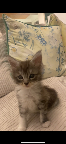 Maine Coon 