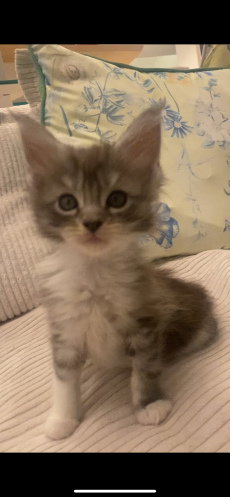 Maine Coon 