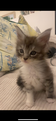 Maine Coon 