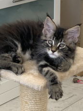 Maine Coon Kätzchen mit Stammbaum aus der Zentralschweiz