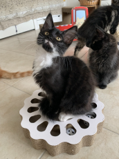 Maine Coon Kätzchen mit Stammbaum aus der Zentralschweiz