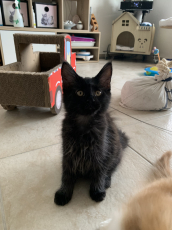 Maine Coon Kätzchen mit Stammbaum aus der Zentralschweiz