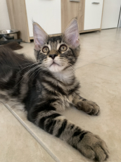 Maine Coon Kätzchen mit Stammbaum aus der Zentralschweiz