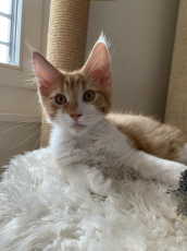 Maine Coon Kätzchen mit Stammbaum aus der Zentralschweiz