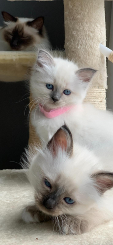 4 Heilige Birma Kitten