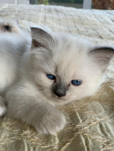 4 Heilige Birma Kitten