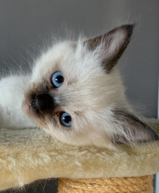 4 Heilige Birma Kitten