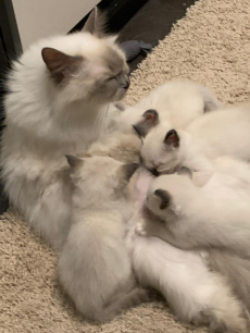 4 Heilige Birma Kitten