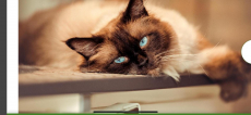 4 Heilige Birma Kitten