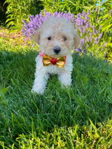 Entzückende Maltipoo-Welpen sind ab sofort verfügbar!