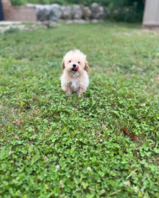 Entzückende Maltipoo-Welpen sind ab sofort verfügbar!