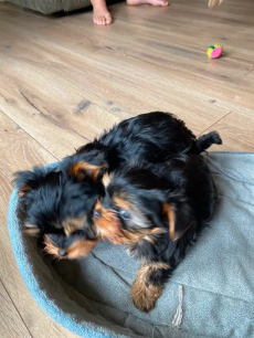 Entzückende Yorkshire-Terrier-Welpen