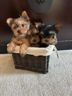 Entzückende Yorkshire-Terrier-Welpen
