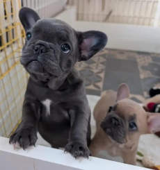 Wunderschöne Französische Bulldoggen Welpen 