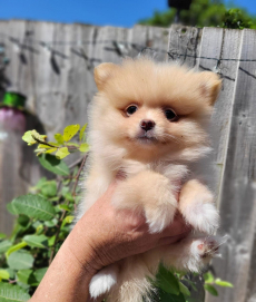 Reinrassige Pomeranian-Zwergspitz Welpen