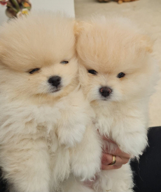 Reinrassige Pomeranian-Zwergspitz Welpen