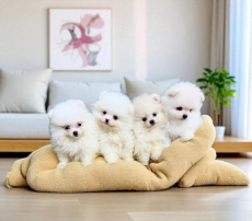 Reinrassige Pomeranian-Zwergspitz Welpen