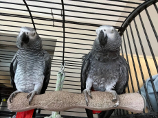 Graupapagei-Babys