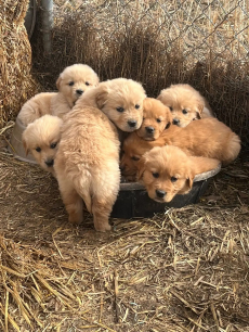 Reinrassige Golden Retriever Welpen