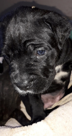 Gesunde Cane Corso Welpen reinrassig geboren am 4. Juli 25