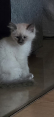 Heilige Birma Kitten