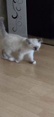 Heilige Birma Kitten