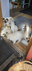 Heilige Birma Kitten