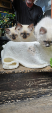 Heilige Birma Kitten