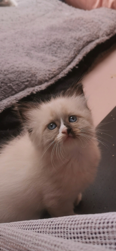 Ragdoll /Türkisch Angora Kitten suchen ihre Familie 