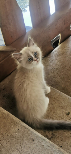 Ragdoll /Türkisch Angora Kitten suchen ihre Familie 