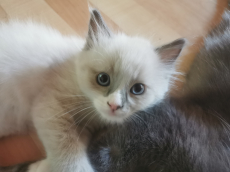 Ragdoll /Türkisch Angora Kitten suchen ihre Familie 