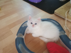 Ragdoll /Türkisch Angora Kitten suchen ihre Familie 