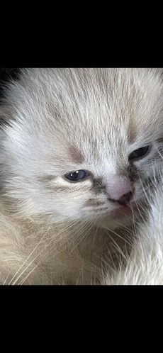 Ragdoll /Türkisch Angora Kitten suchen ihre Familie 